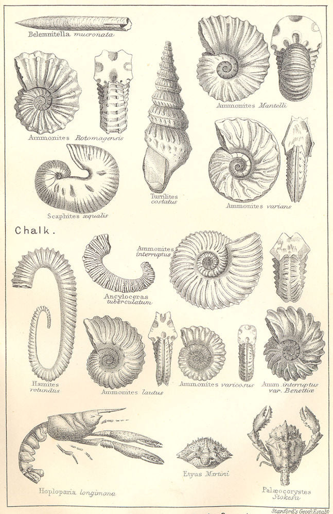 BRITISH FOSSILS. Upper Cretaceous Upper Greensand Gault. Molluscs. STANFORD 1880